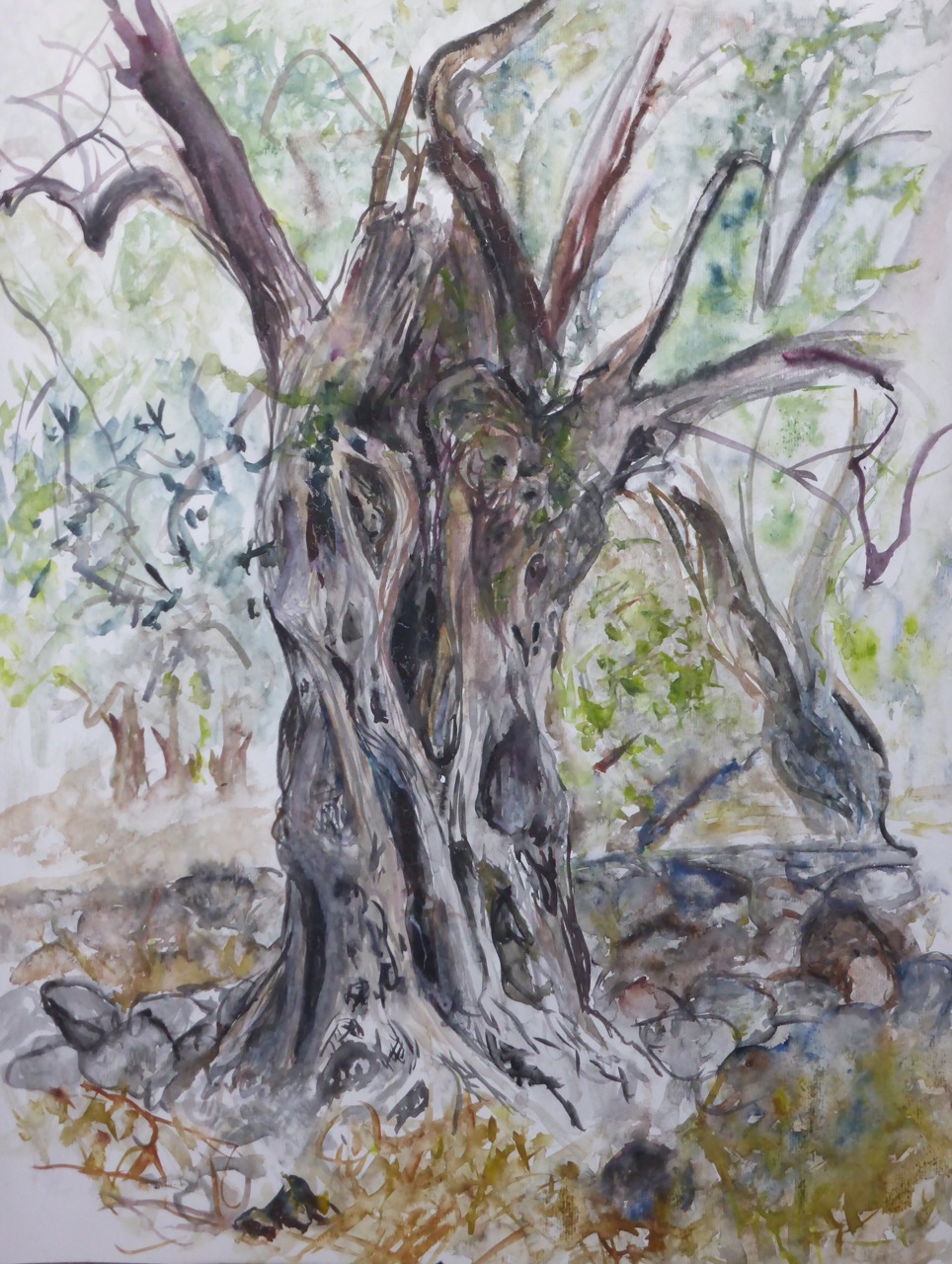 elies - olivier sous la pluie - Lesbos