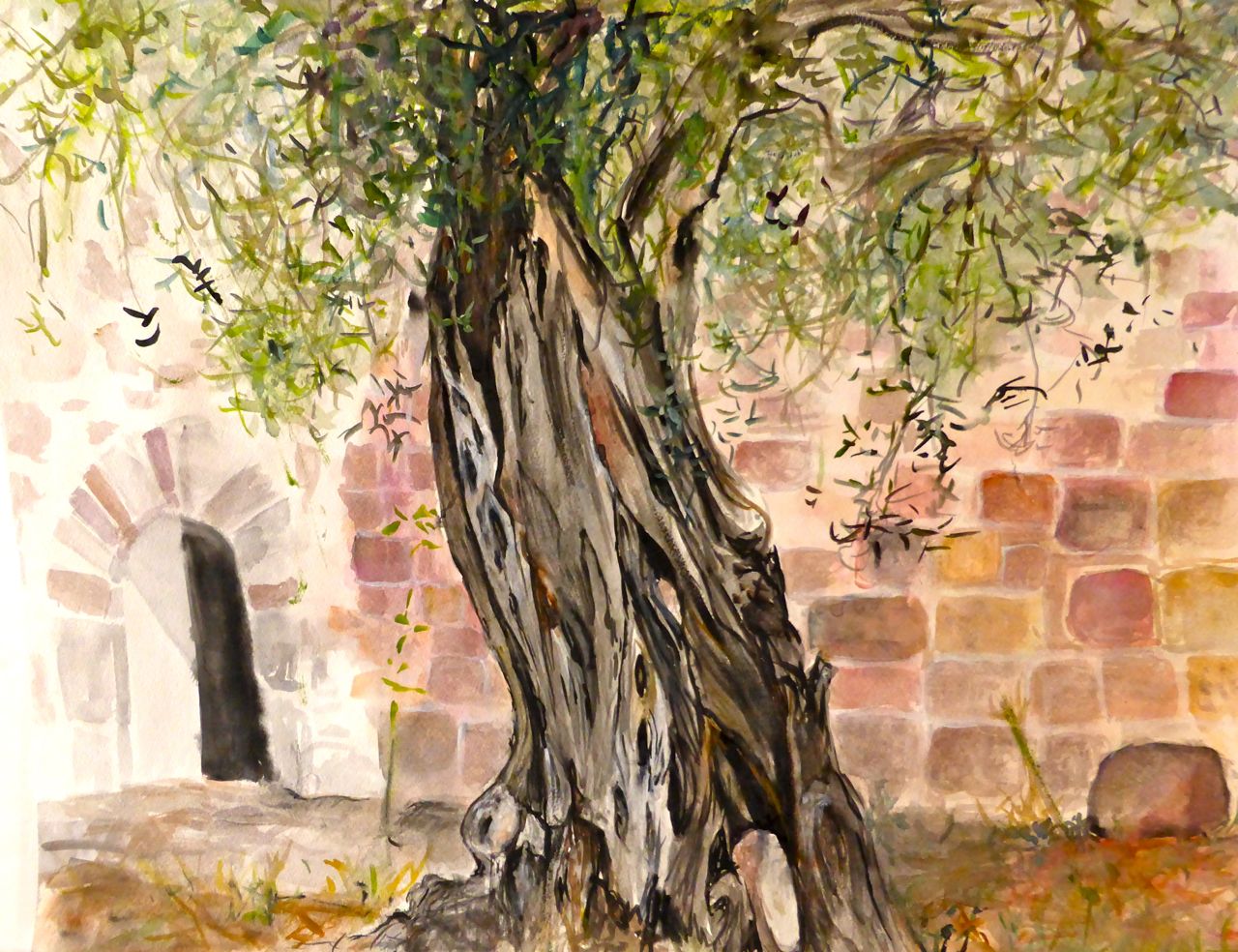 olivo davanti a San Pietro